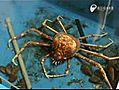 mue d’un Crabe Araignée Géant
