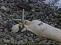 Una ballena en la playa de Tazones,  Asturias