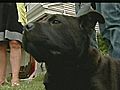 Dog Trapped For 3 Days In Tornado Rubble Rescued