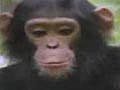 Video - Jane Goodall’s Wild Chimpanzees