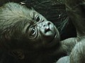 Das Gorilla-Baby aus dem Heidelberger Zoo