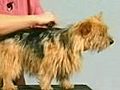 How to Strip the Coat - Norwich Terrier