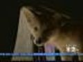 Four Days,  Two Coyote Attacks