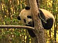 Panda Cub Moves to Main Exhibit