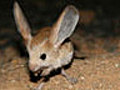 Endangered: the long-eared jerboa