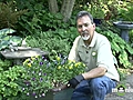 June Gardening Tips - Summer Care of Annuals