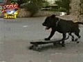??  job 314  -    le chien skateur 2  ??