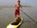 Goldendoodles go for a stand up paddle