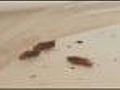 Bed Bug Epidemic Spurs Summit In Chicago