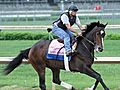 Filly Rachel Alexandra Likely to Enter Preakness