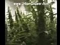 Urban Grower 31 Medi Grow 2 plus table!