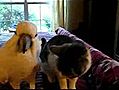 Chat et perroquet