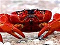 Great Migrations - Red Crab Marathon