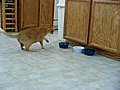 Cat versus ice cubes