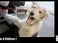 Vidéo Buzz: Helium Dog devient complètement hystérique !!!