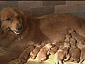 Police dog gives birth to 13