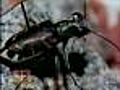 Endangered Beetle Leaves Houses Crumbling