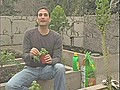 Edible Garden