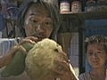 Cj7