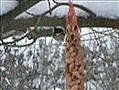 Vink in de sneeuw