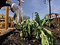 Inspired Living: Edible Schoolyard