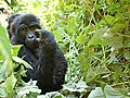 Animals: Gorillas Play Tag