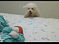 Dog Really Wants to Meet Baby