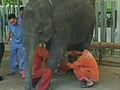 Elephant Receives Artifical Leg