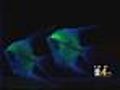 Fish Bred In Taiwan Glow In The Dark
