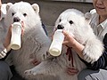 Chinese zookeepers bottle feed polar bear cubs