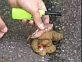 explosion d&#039;une crotte de chien avec un petard