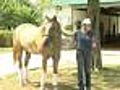 Expert Urges Arlington Park Investigators To Delve Deeper