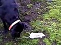 Funny Clip Of My Dog Catching A Mouse