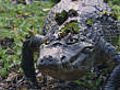 Pantanal caiman kill