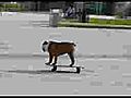 Jack - Fido sullo skate