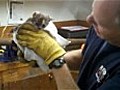 Kitten rescued from three-inch pipe