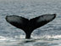 In The Know: Are Our Children Learning Enough About Whales?