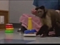 BBJ: Monkeys trained to help the disabled