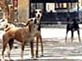 BMC bans feeding stray dogs, irks animal lovers