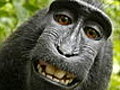 Cheeky Monkey’s Grin Delights Twitterverse