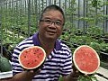 漁護署引入兩款新品種有機西瓜