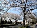 20110413 阿見町中央 茨城大学農学部前桜並木道