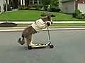 Scooter dog