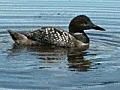Loons rescued from Gulf oil spill brought to Minnesota