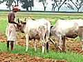 Tracking the monsoon: What’s in store for Orissa&#039;s farmers?