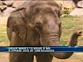 Group seeks answers in elephant’s death at Mass. zoo