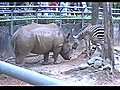 Zebra Is Intrigued By His Rhino Pal’s Horn