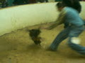 Pelea de Gallos - Gallos de Nvo. Chicayan