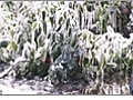 Keeping Vegetable Plants Warm