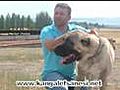 DÜNYACA ÜNLÜ KANGAL KÖPEKLERI PART2 (www.kangalefsanesi.net)